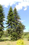 Image of Siberian Fir