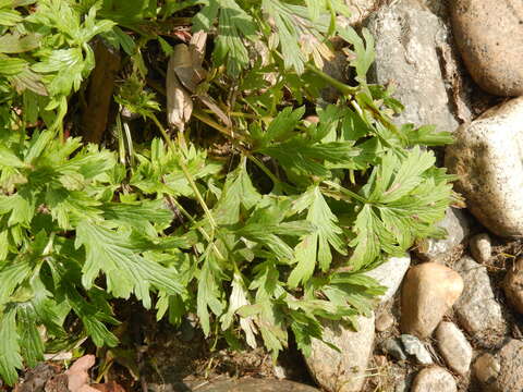 Image of Pulsatilla ajanensis Regel & Tiling