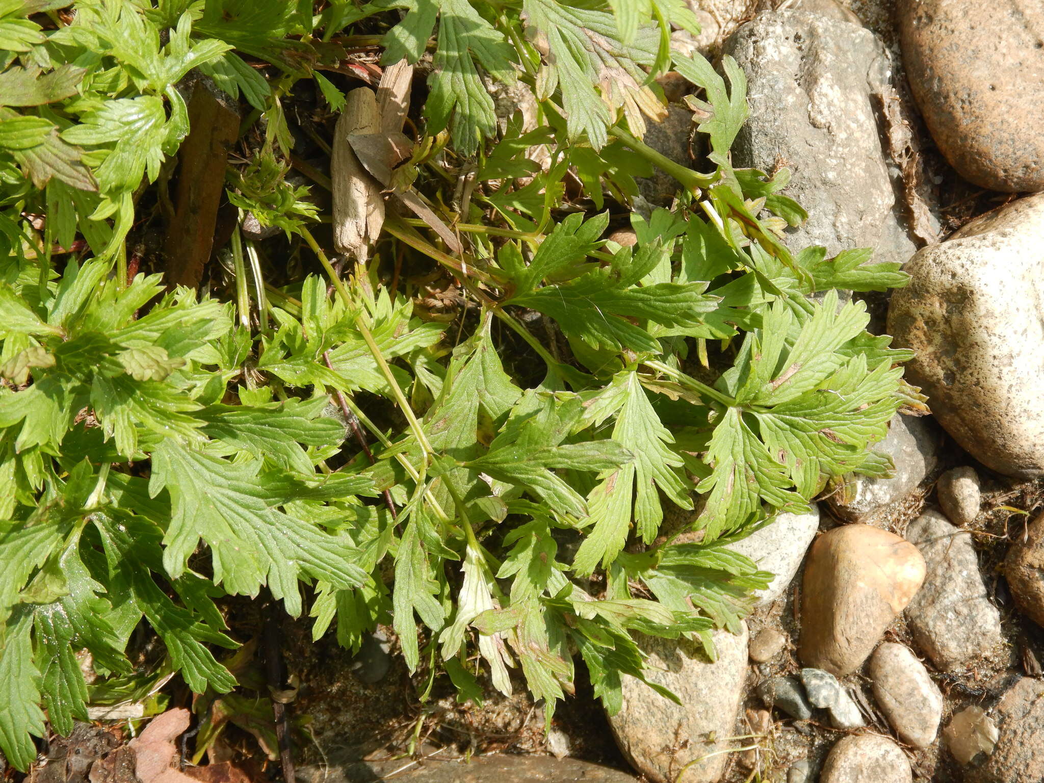 Imagem de Pulsatilla ajanensis Regel & Tiling