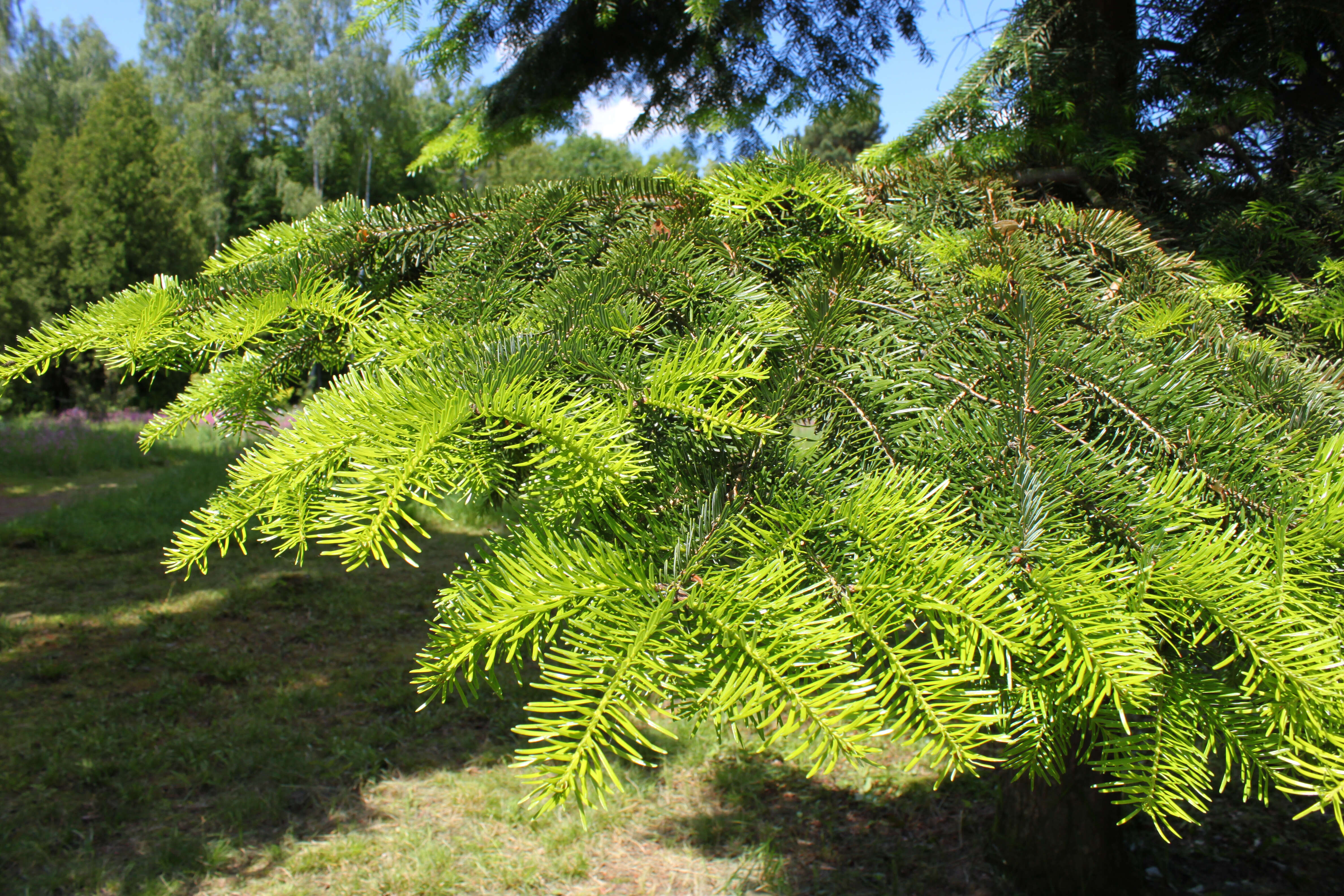 Image of Siberian Fir