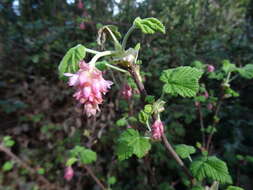 Image of Red Flowering Currant