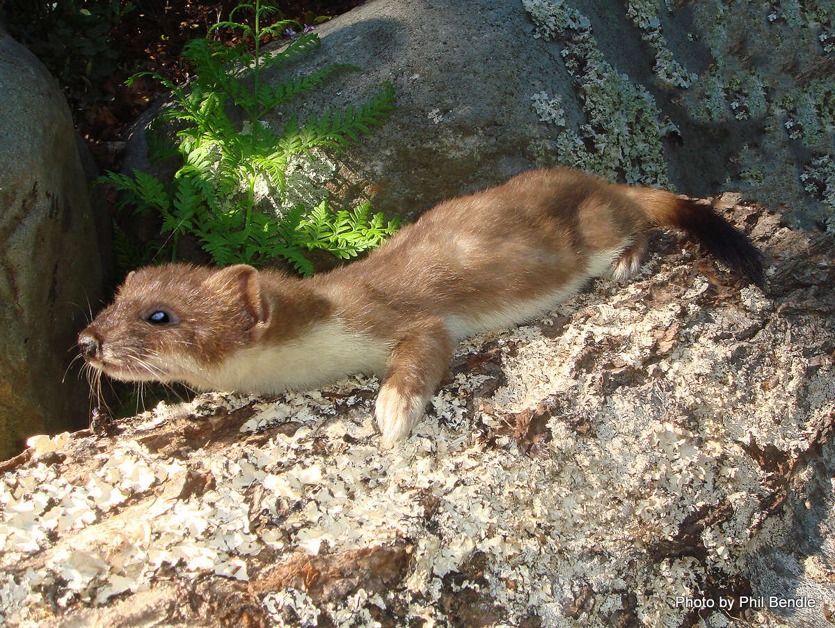 Image de Tayra, Grison, Ratel, Martres, Belettes, Hermine