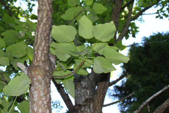 Image of Wilson's Poplar