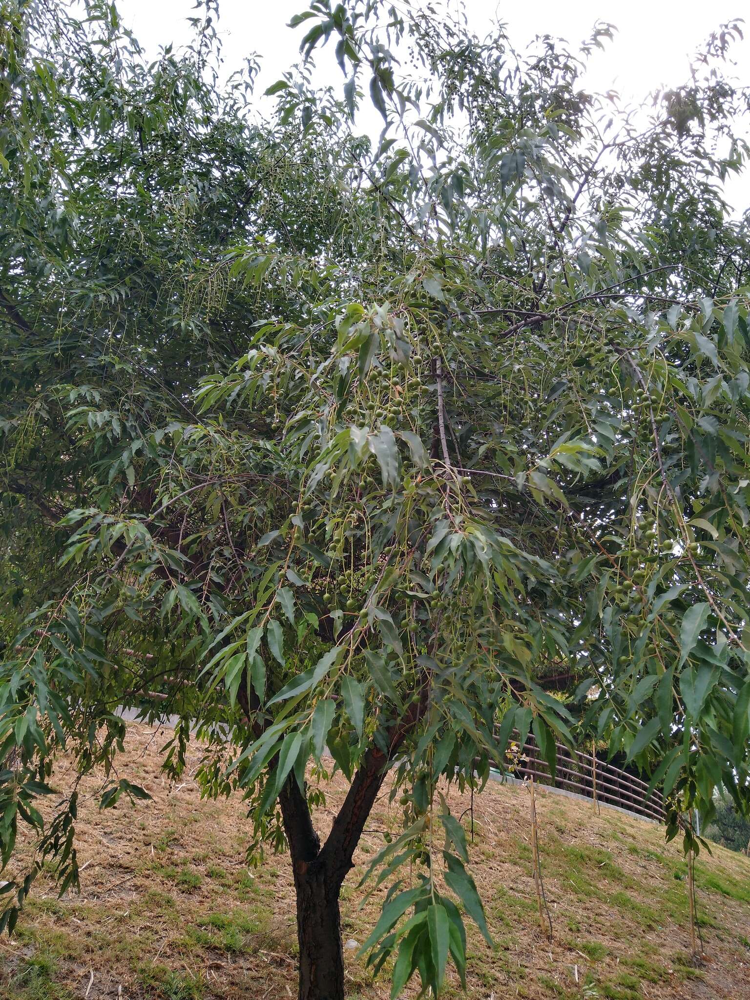 Image de Prunus serotina var. capuli (Cav.) S. Hatusima