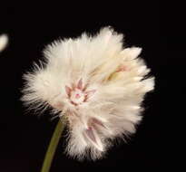 Image of Ptilotus drummondii var. minor (Nees) Benl