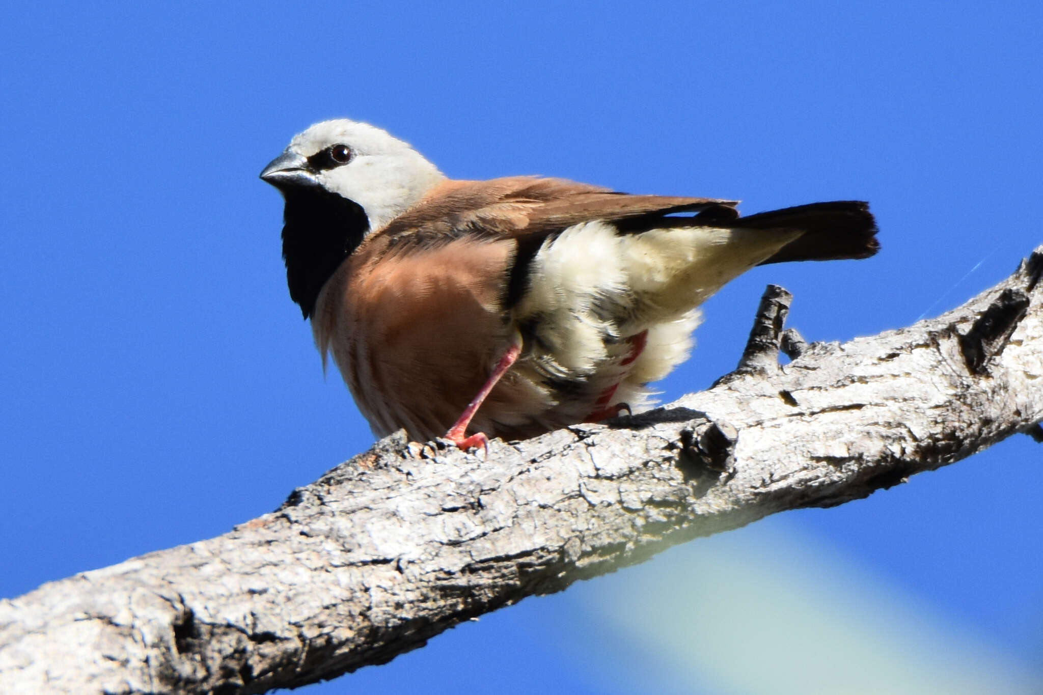 Image of Black-throated Finch