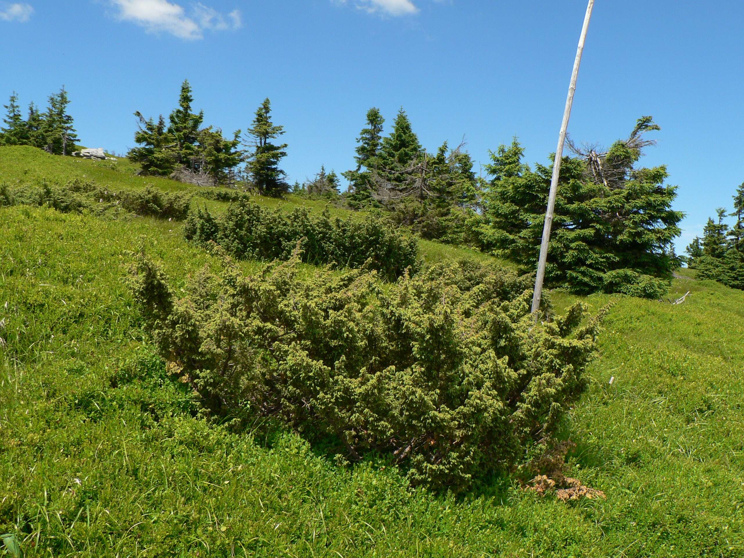 Image of Common Juniper