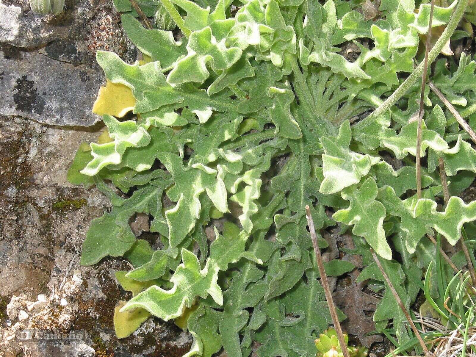 Image de Leontodon farinosus Merino & Pau