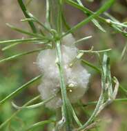 Plancia ëd Rhopalomyia floccosa (Felt 1916)