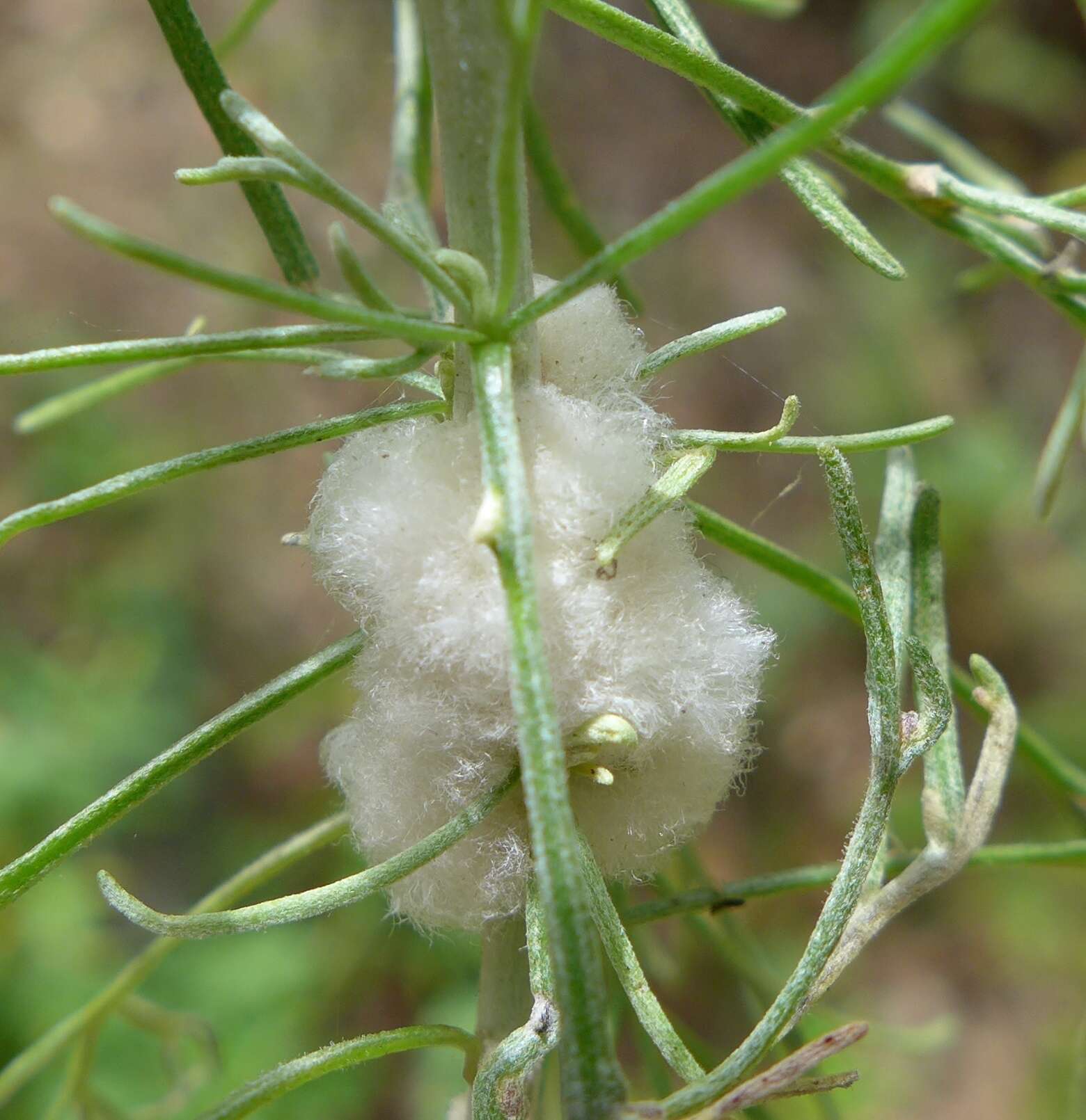 Imagem de Rhopalomyia floccosa (Felt 1916)