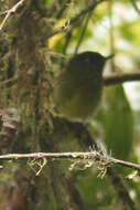 Image of Streak-necked Flycatcher