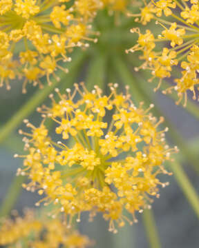 Image of Thapsia villosa L.