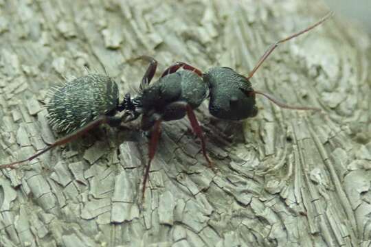 Слика од Camponotus auropubens Forel 1894