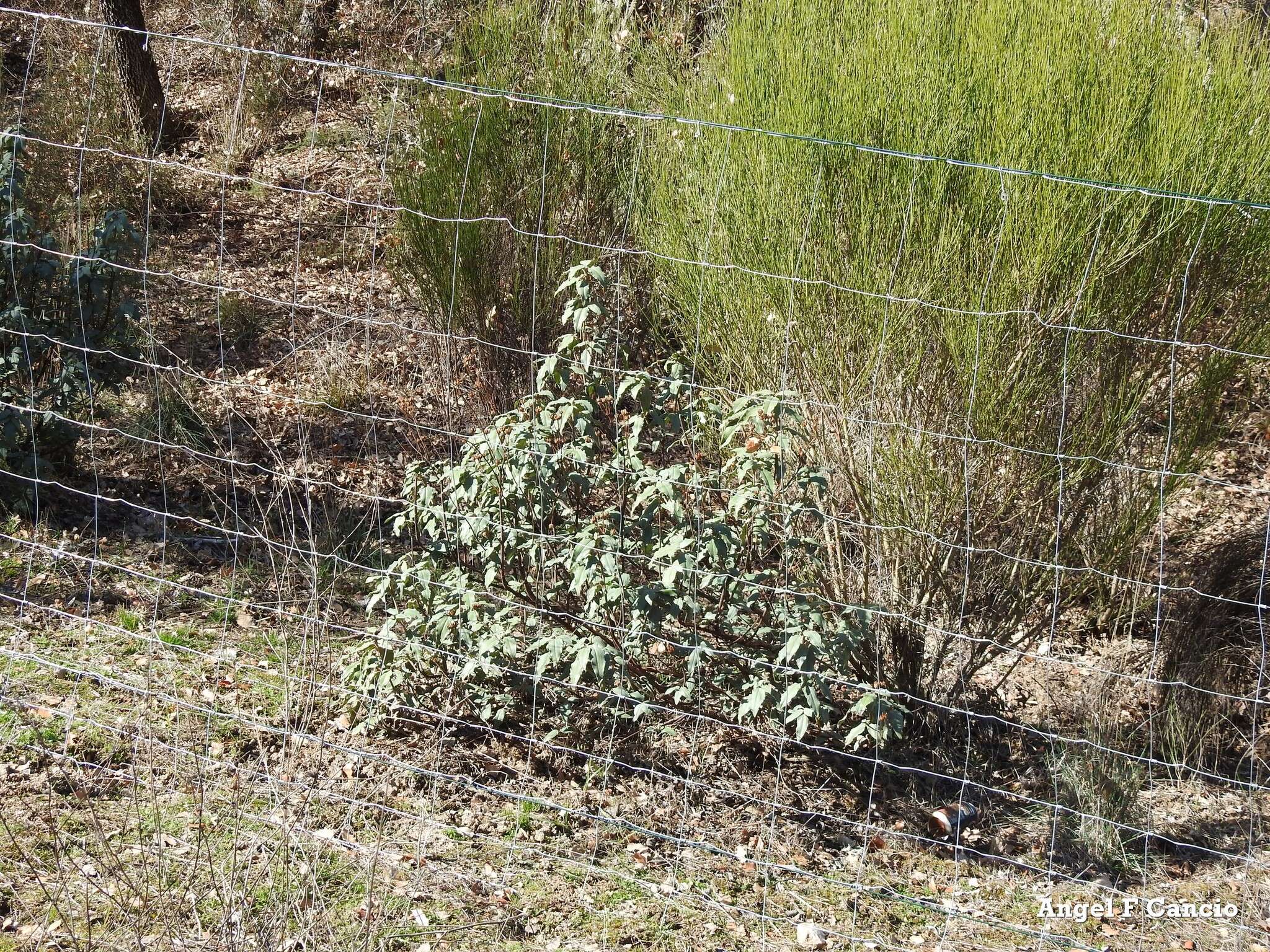 Image of Laurel-leaved Rock-rose