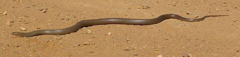 Image of Eastern brown snake