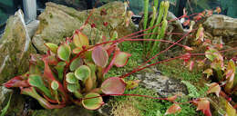 Imagem de Heliamphora nutans Benth.