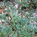 Plancia ëd Coronilla coronata L.