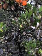 Arctostaphylos rudis Jepson & Wiesl. resmi