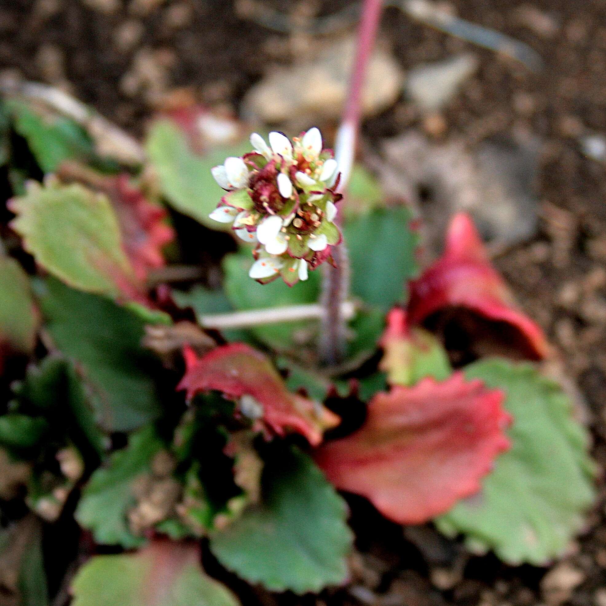 Image of Micranthes nivalis (L.) Small