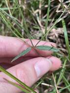 Image of Chinese raspwort