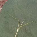 Image of serrated tussock