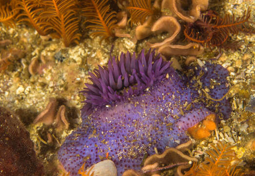 Image of Knobbly anemone