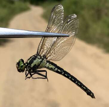 Imagem de Nihonogomphus ruptus (Selys 1858)