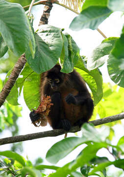 Image of Black-handed Spider Monkey