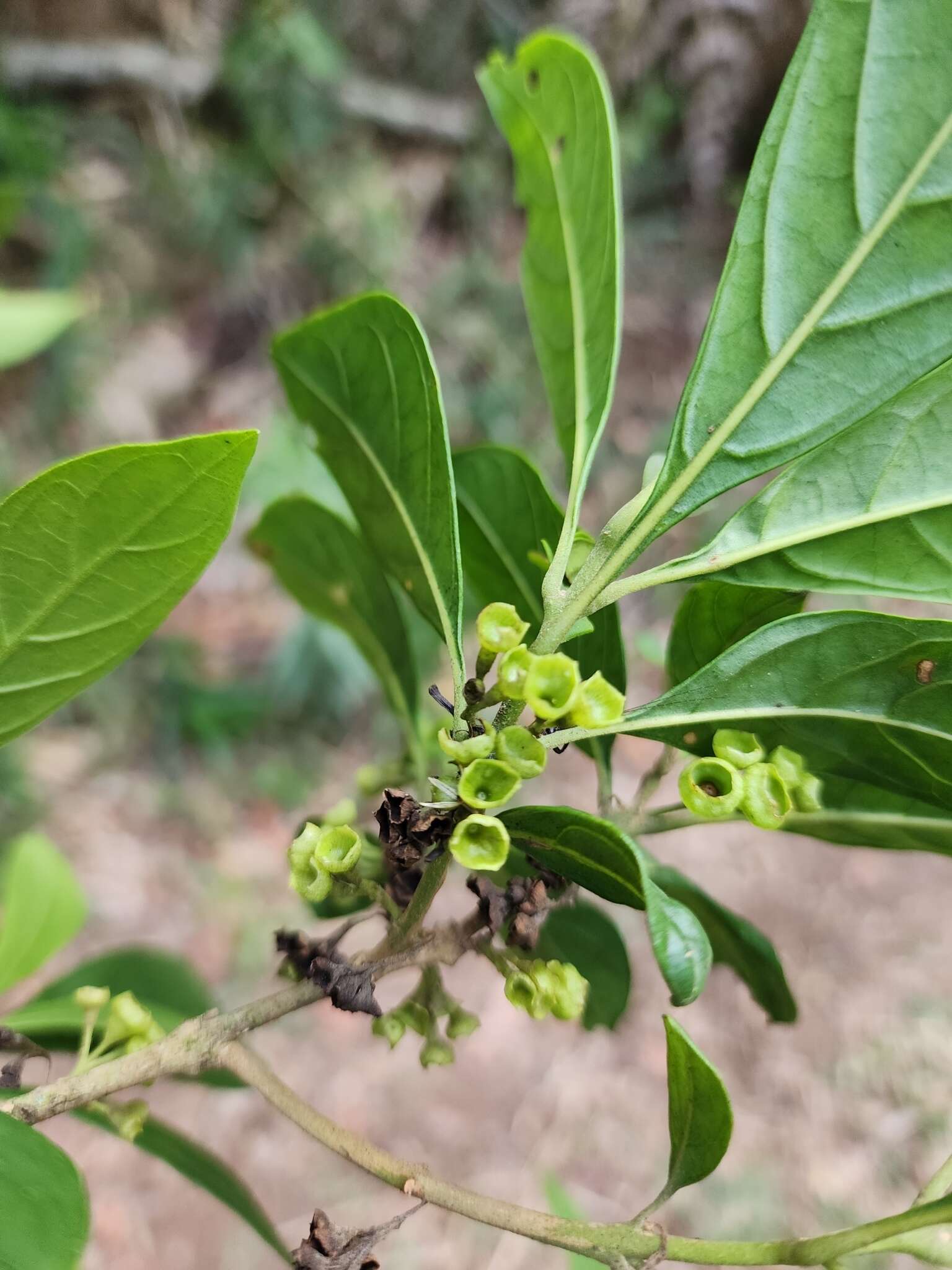 Image of entireleaf spiritweed