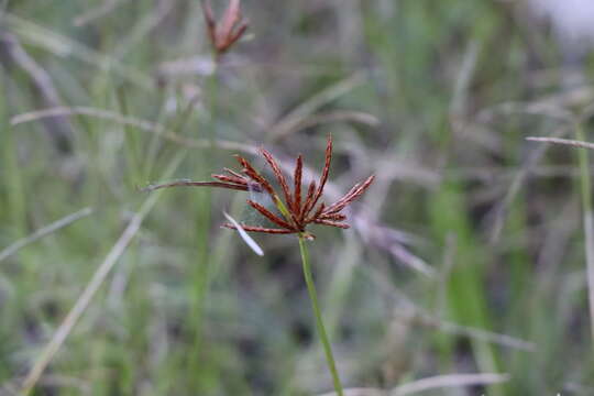 Слика од Cyperus corymbosus Rottb.