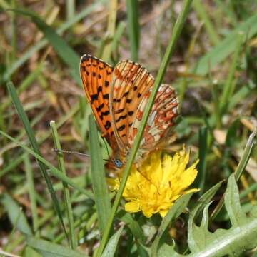 Plancia ëd Boloria euphrosyne