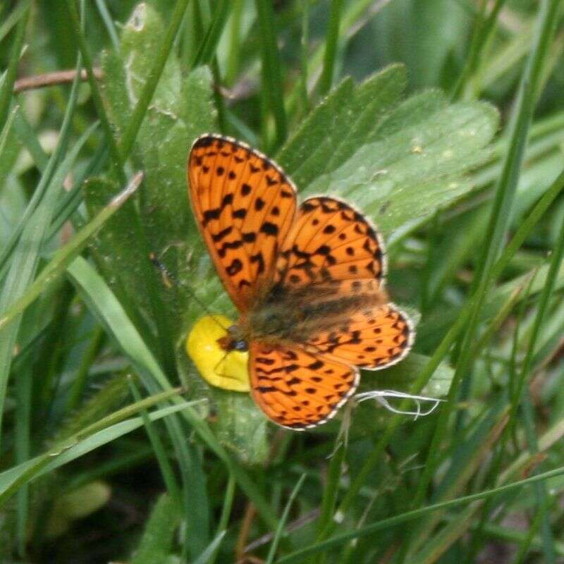 Plancia ëd Boloria euphrosyne