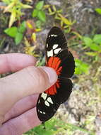 Image of Heliconius burneyi Hübner 1816