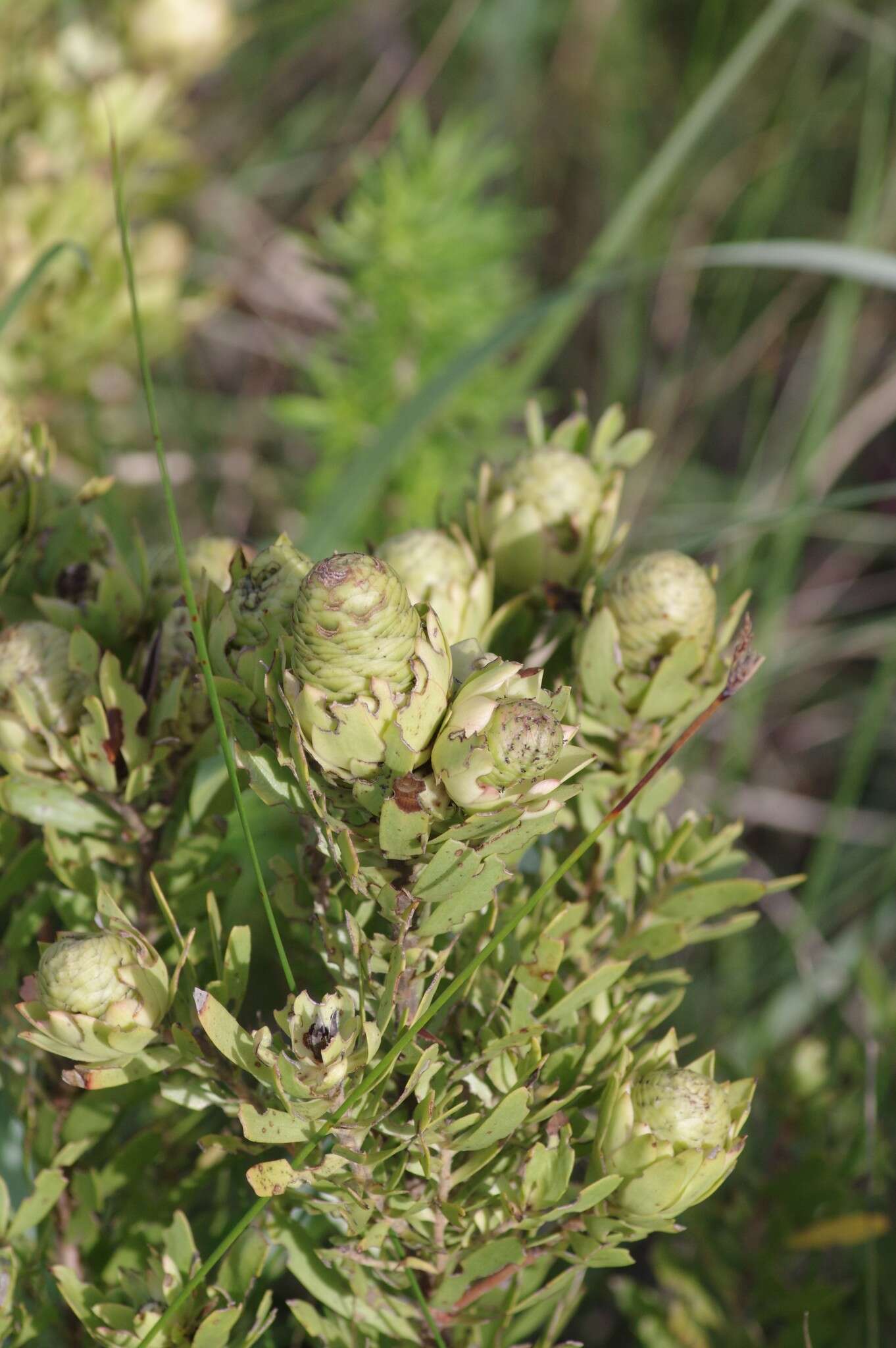 Image of Leucadendron spissifolium subsp. natalense (Thode & Gilg) I. Williams