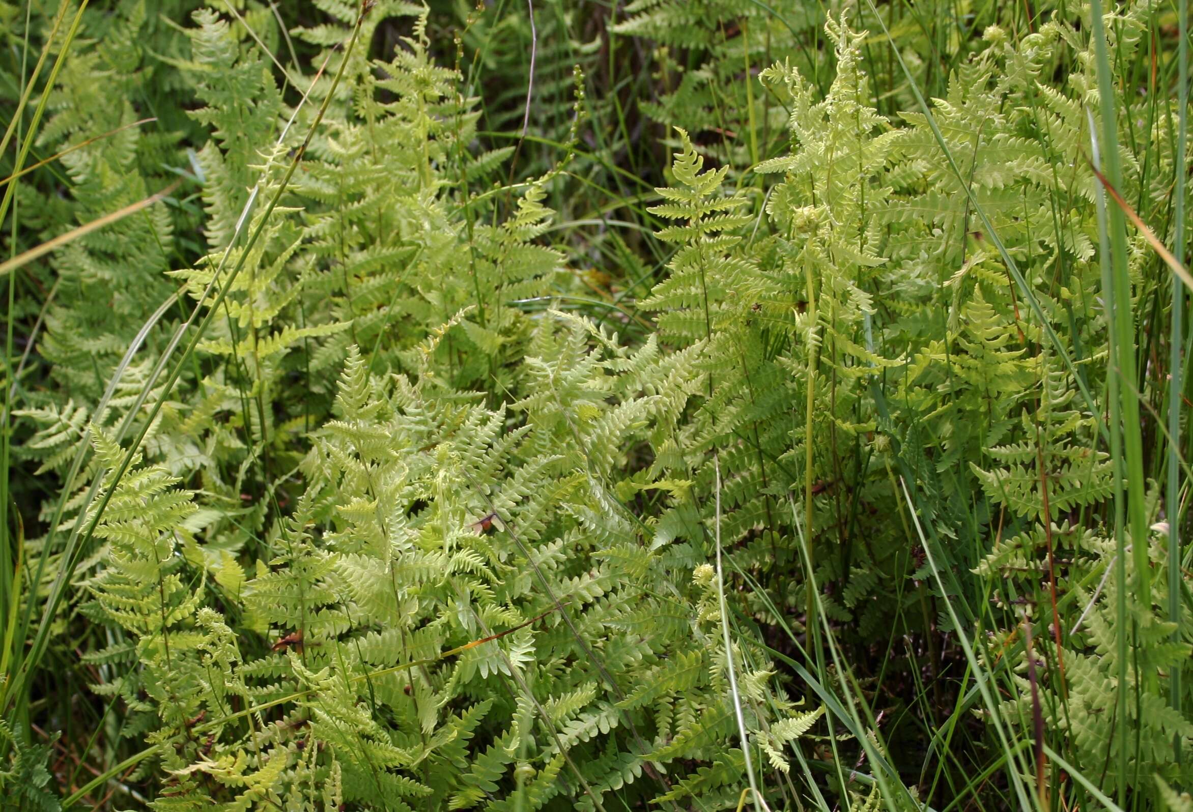 Image of Marsh Fern