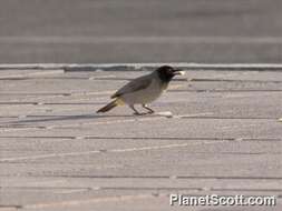 Image of White-eyed Bulbul