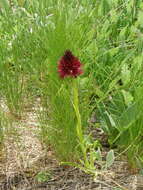 Image of Gymnadenia rhellicani (Teppner & E. Klein) Teppner & E. Klein