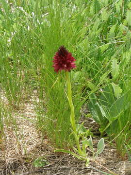 صورة Gymnadenia rhellicani (Teppner & E. Klein) Teppner & E. Klein