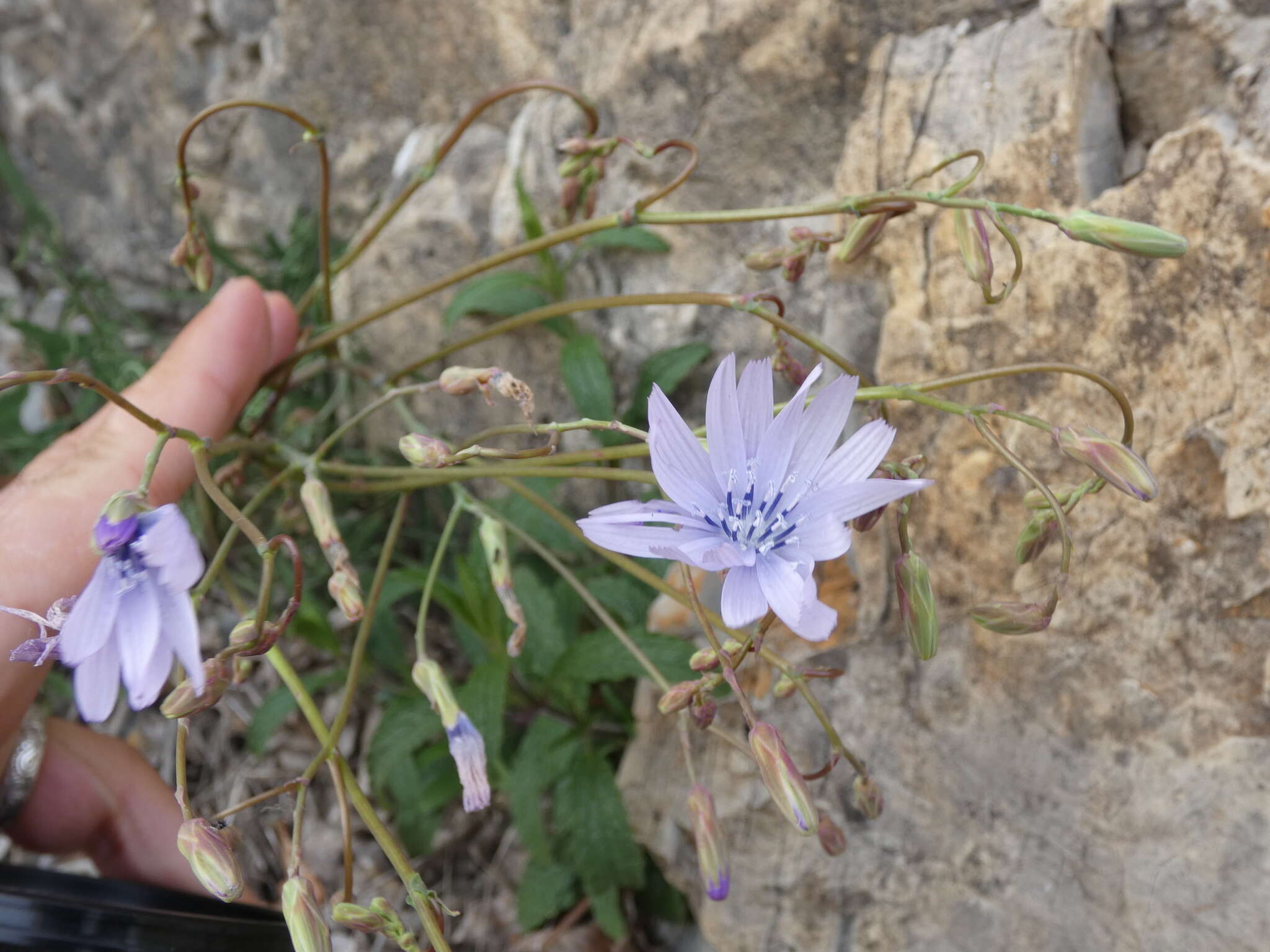 Lactuca perennis L. resmi