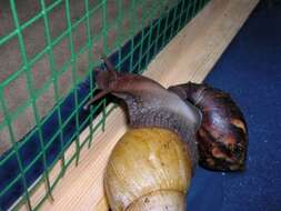 Image of Achatina fulica