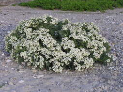 Image of sea kale