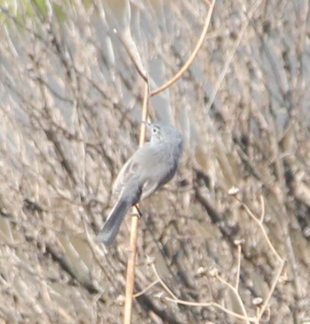 Image of California Gnatcatcher