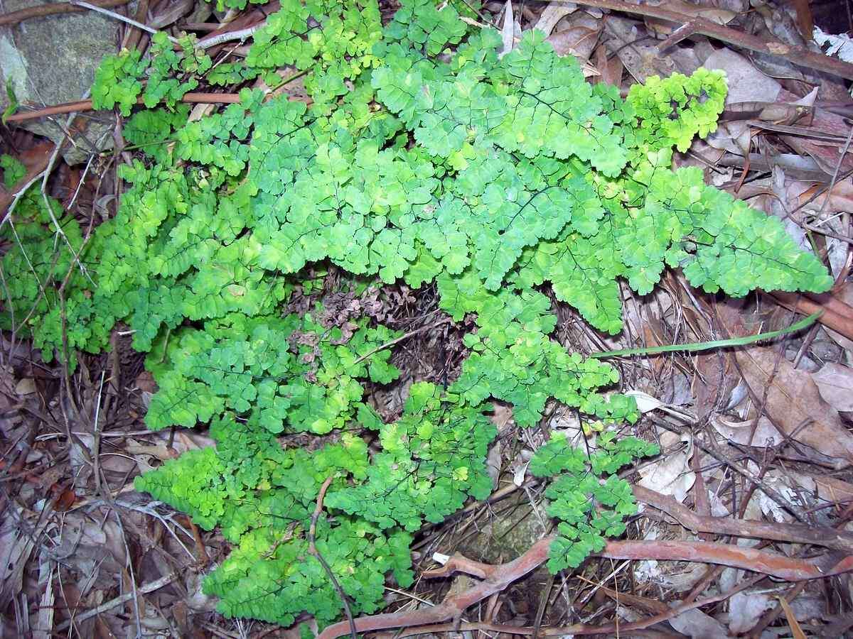 Image of Adiantum aethiopicum L.