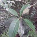 Image of Staphylea formosana (Nakai) Byng & Christenh.