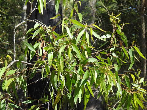 Imagem de Eucalyptus acmenoides Schauer