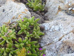 Imagem de Delosperma stenandrum L. Bol.