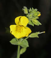 Image of Erythranthe guttata (DC.) G. L. Nesom