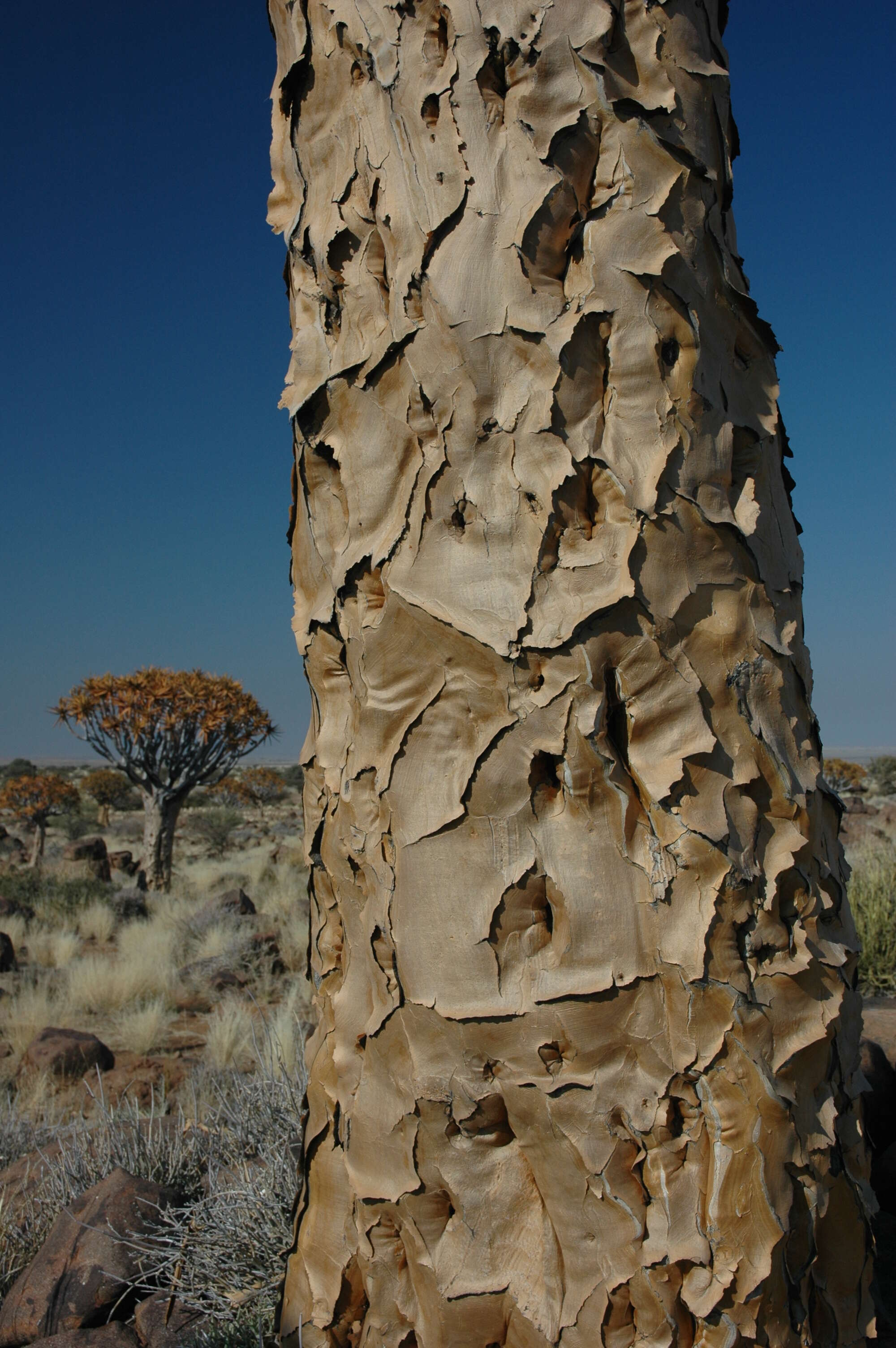 Image of Quiver tree