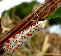 Image of crimson speckled