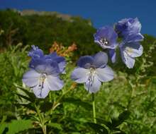 Image de Polémoine bleue